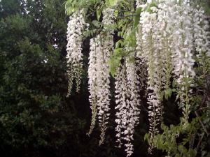 Глициния прекрасная  'White Silk'